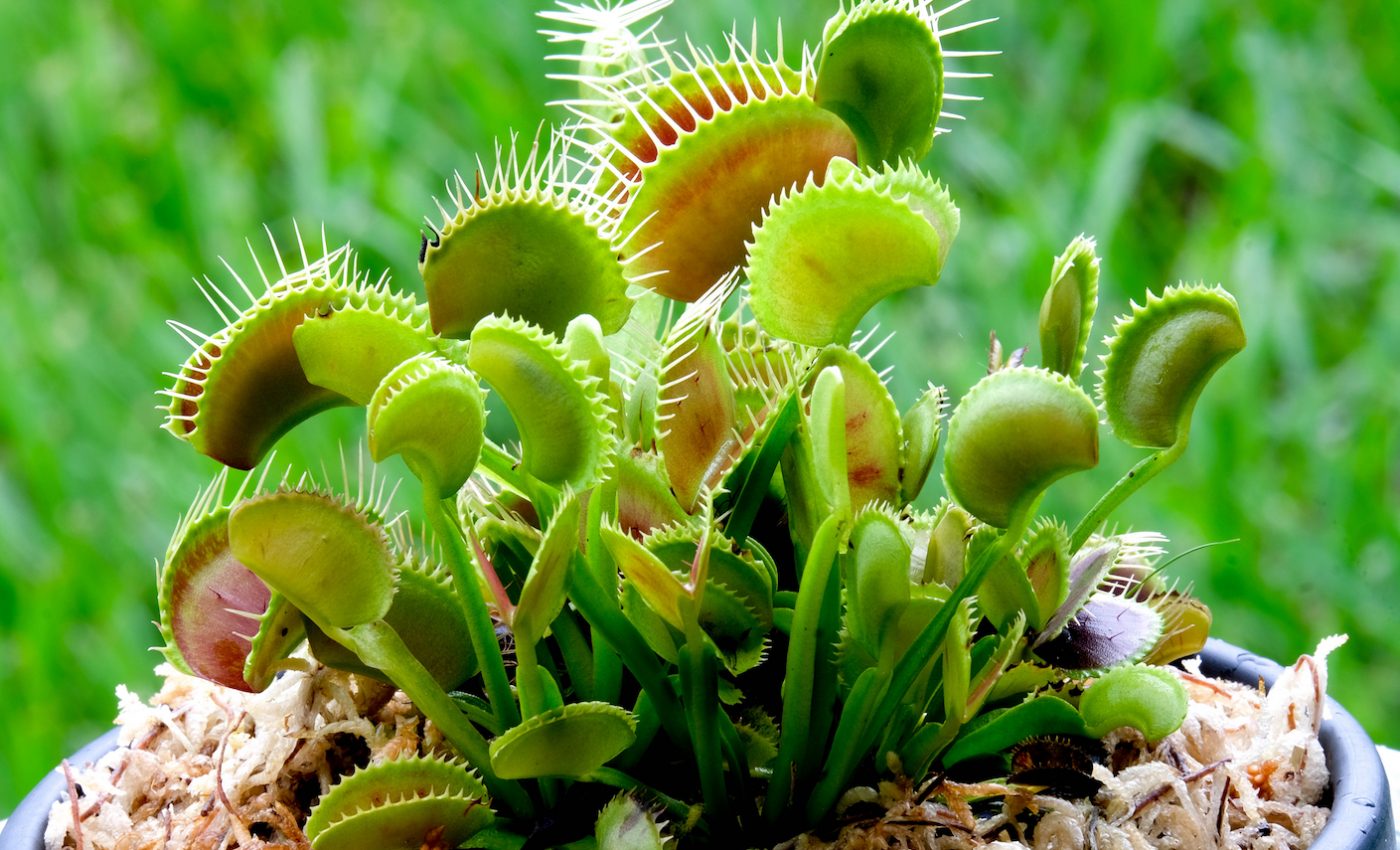 Illegal plant trade persists globally, largely unchecked