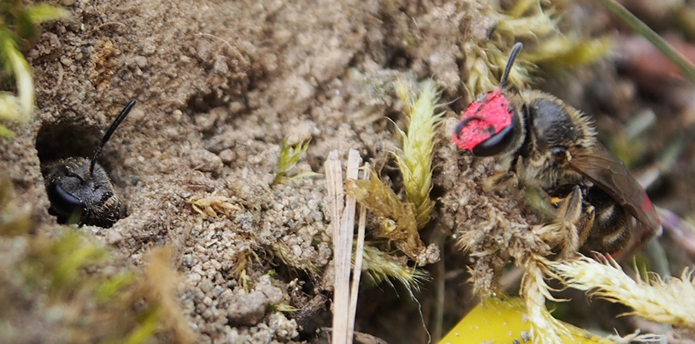 Cooperation in a society matters more than genetic relations