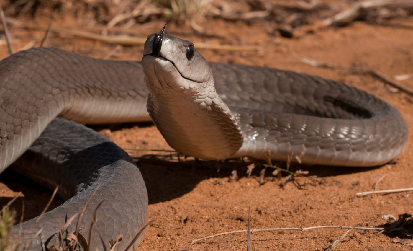 New antivenom may revolutionize snakebite treatment