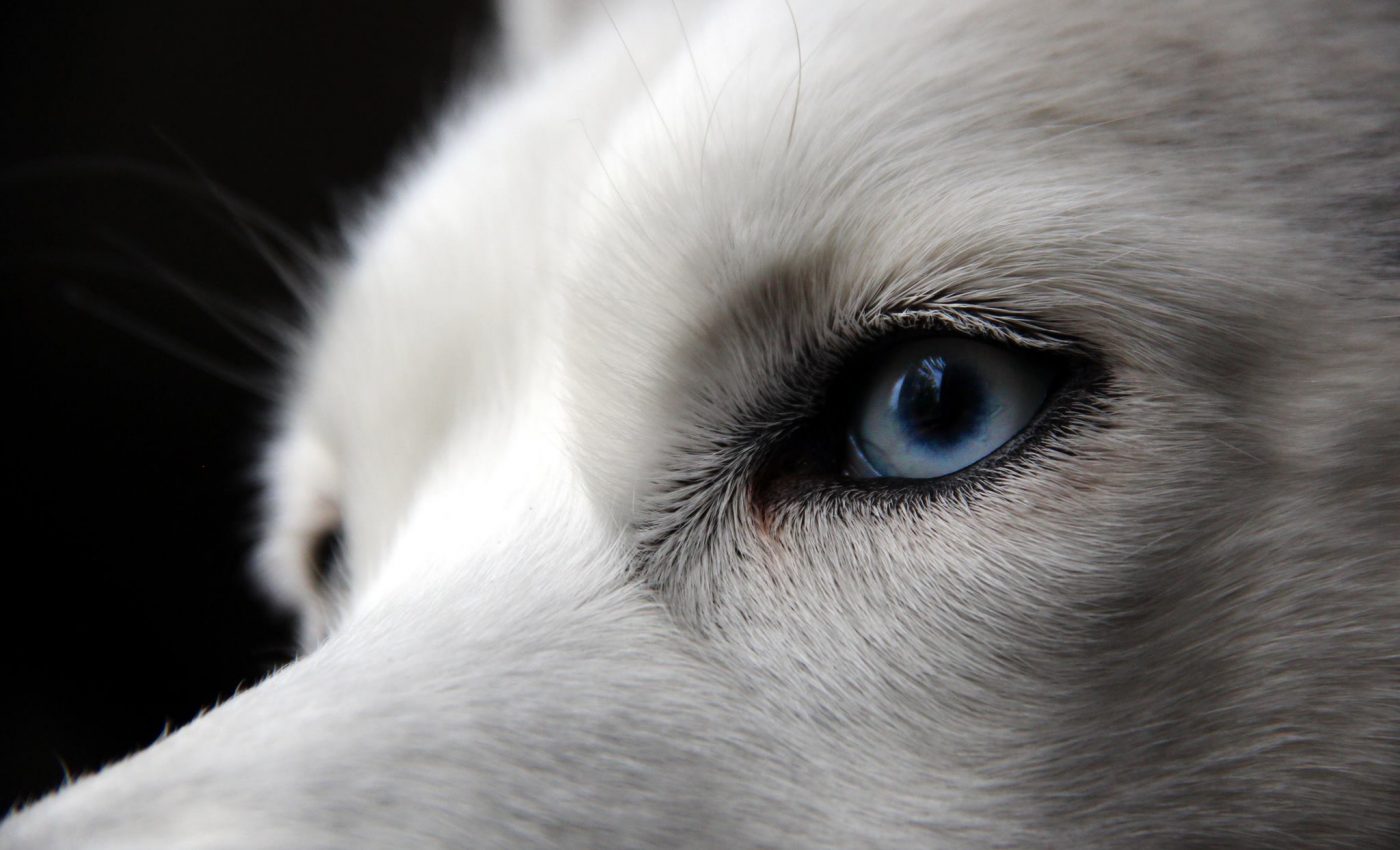 What gives huskies their piercing blue eye color?