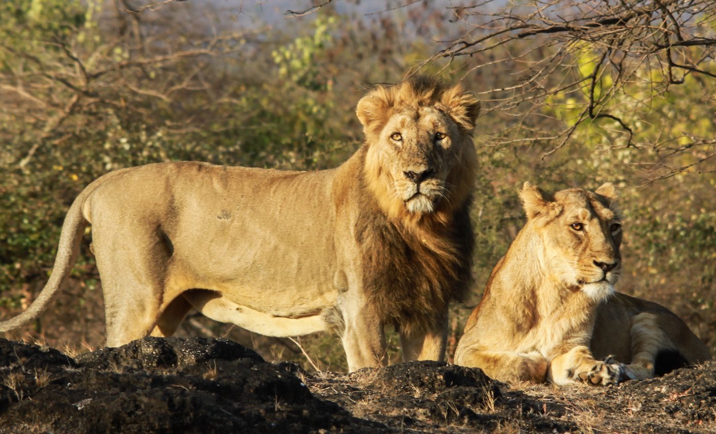 Diseases carried by dogs may have been killing rare lions