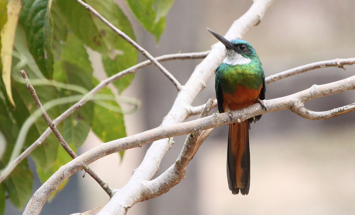 Reviving deforested areas boosts biodiversity, just very slowly