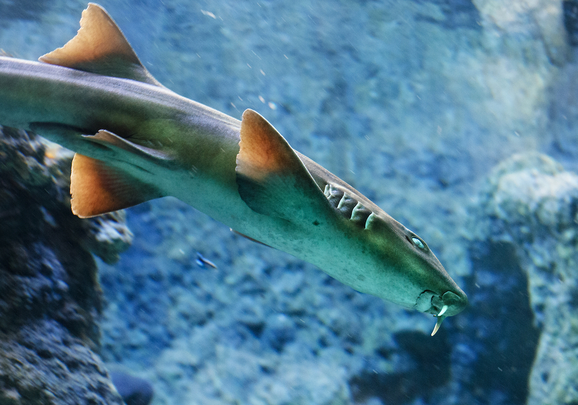 Newly decoded genomes reveal the secrets of shark evolution