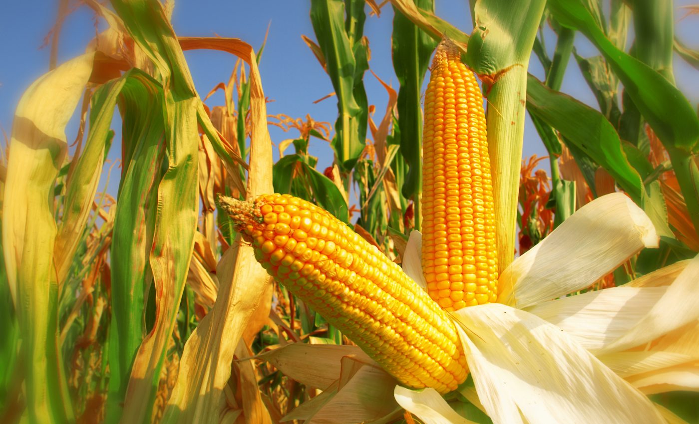 Self-fertilizing crops are better for farmers and environment