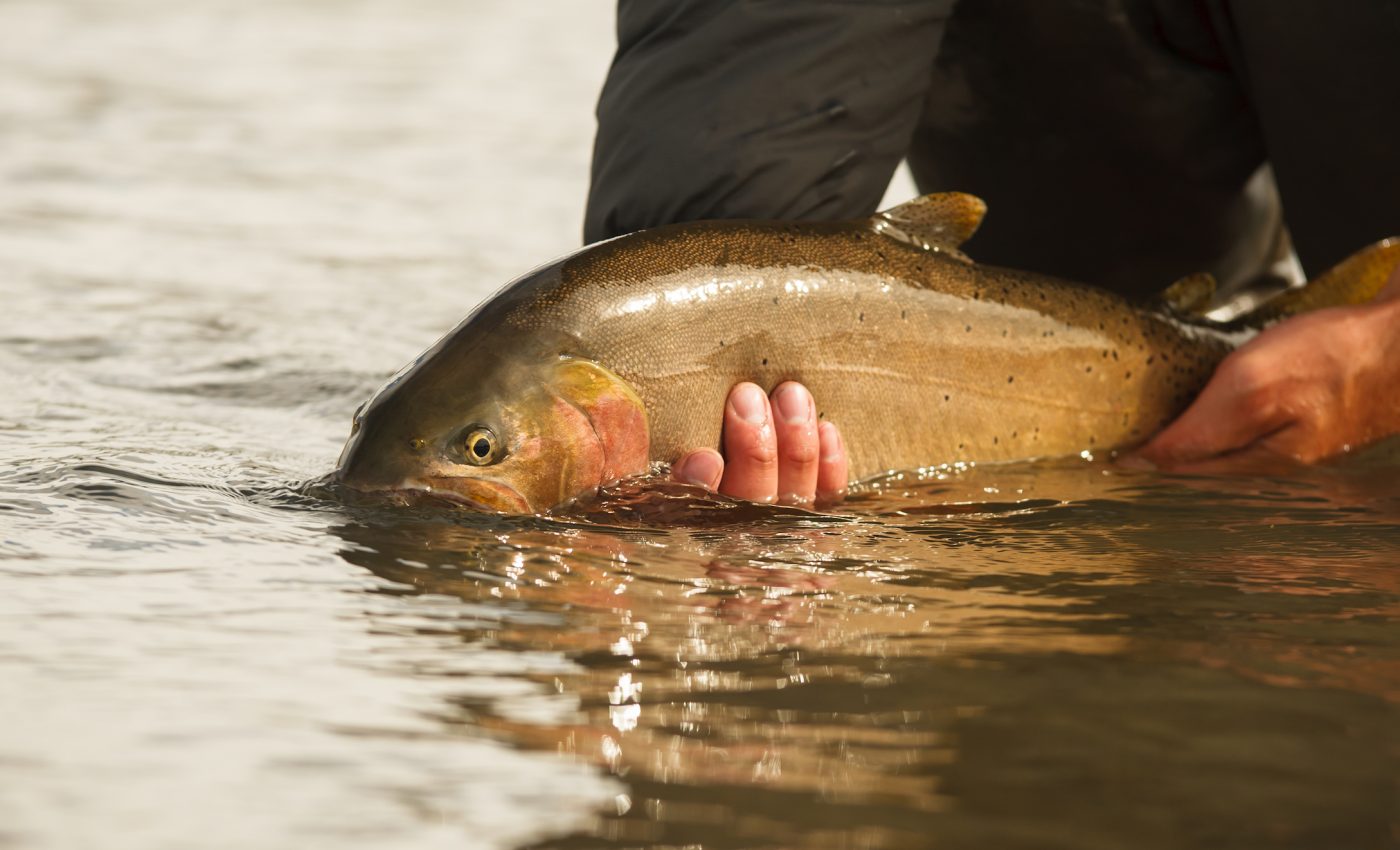 Catch-and-release fishing damages the fish’s feeding ability