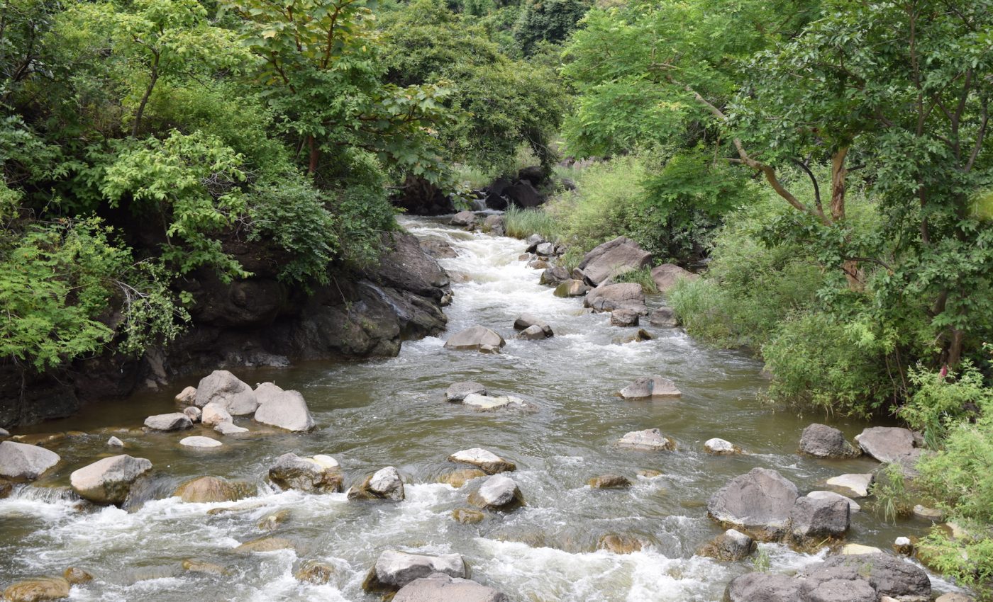 Antidepressants are seeping into waterways and harming marine life
