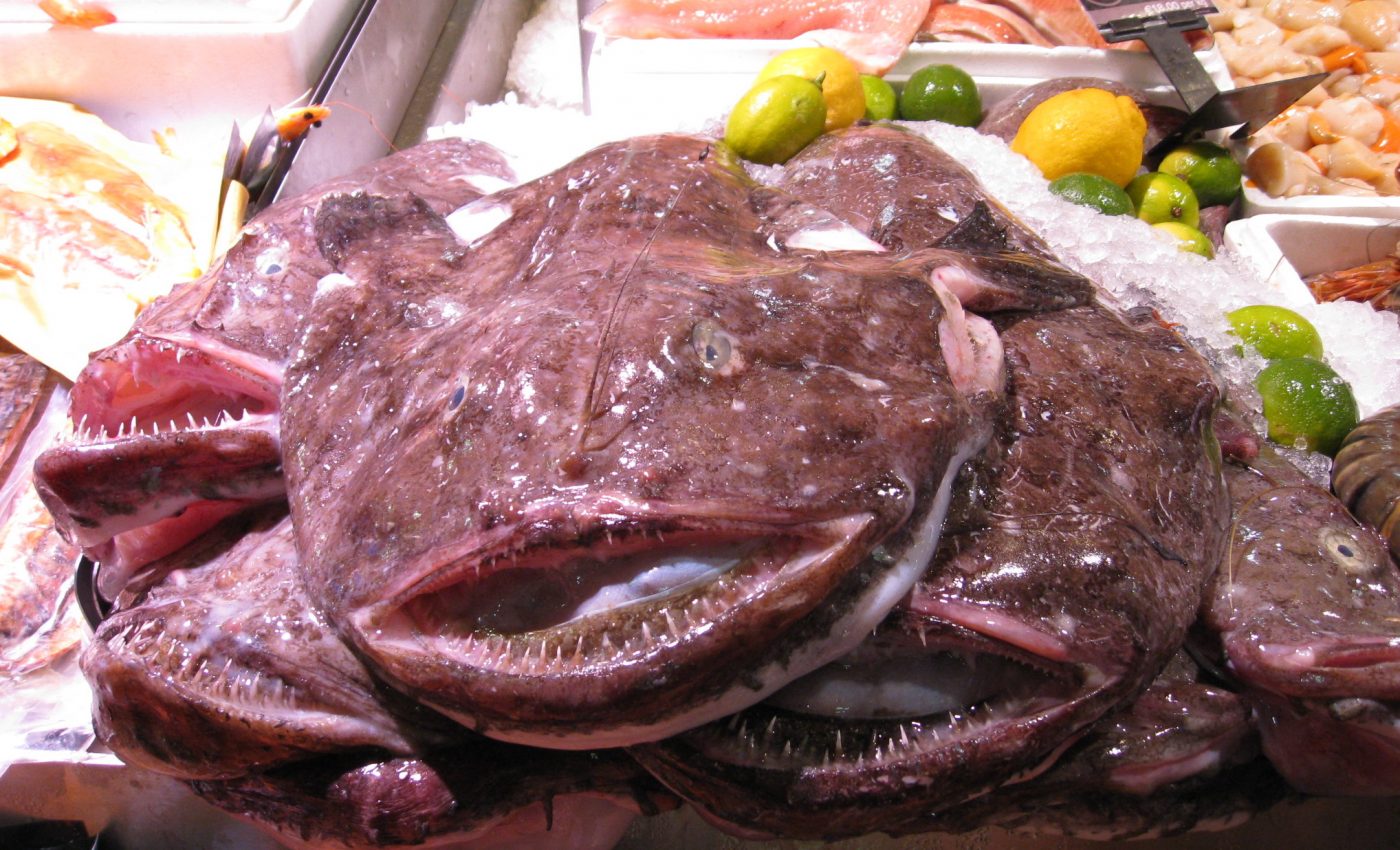 Plight of the sea monk: Monkfish and sustainable fishing
