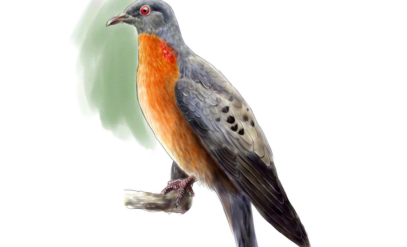 De-extinction may become a reality for passenger pigeons