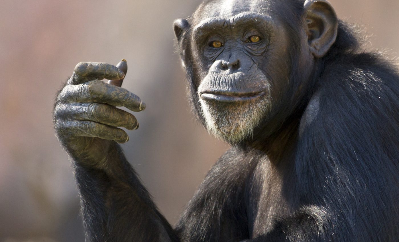 Chimps who are less aggressive live longer