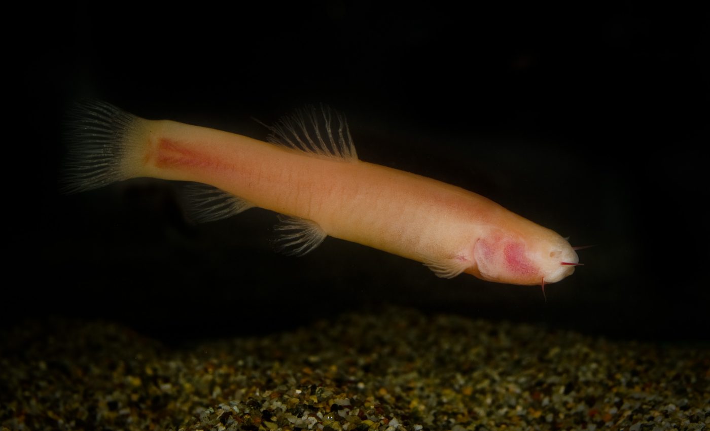 How cavefish evolved for millions of years without sunlight