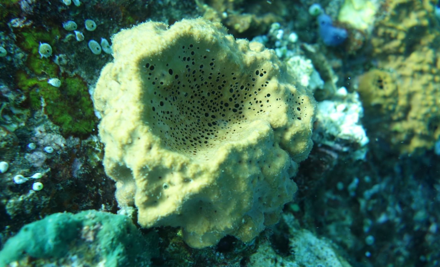 Oldest evidence of animal life on Earth identified by scientists