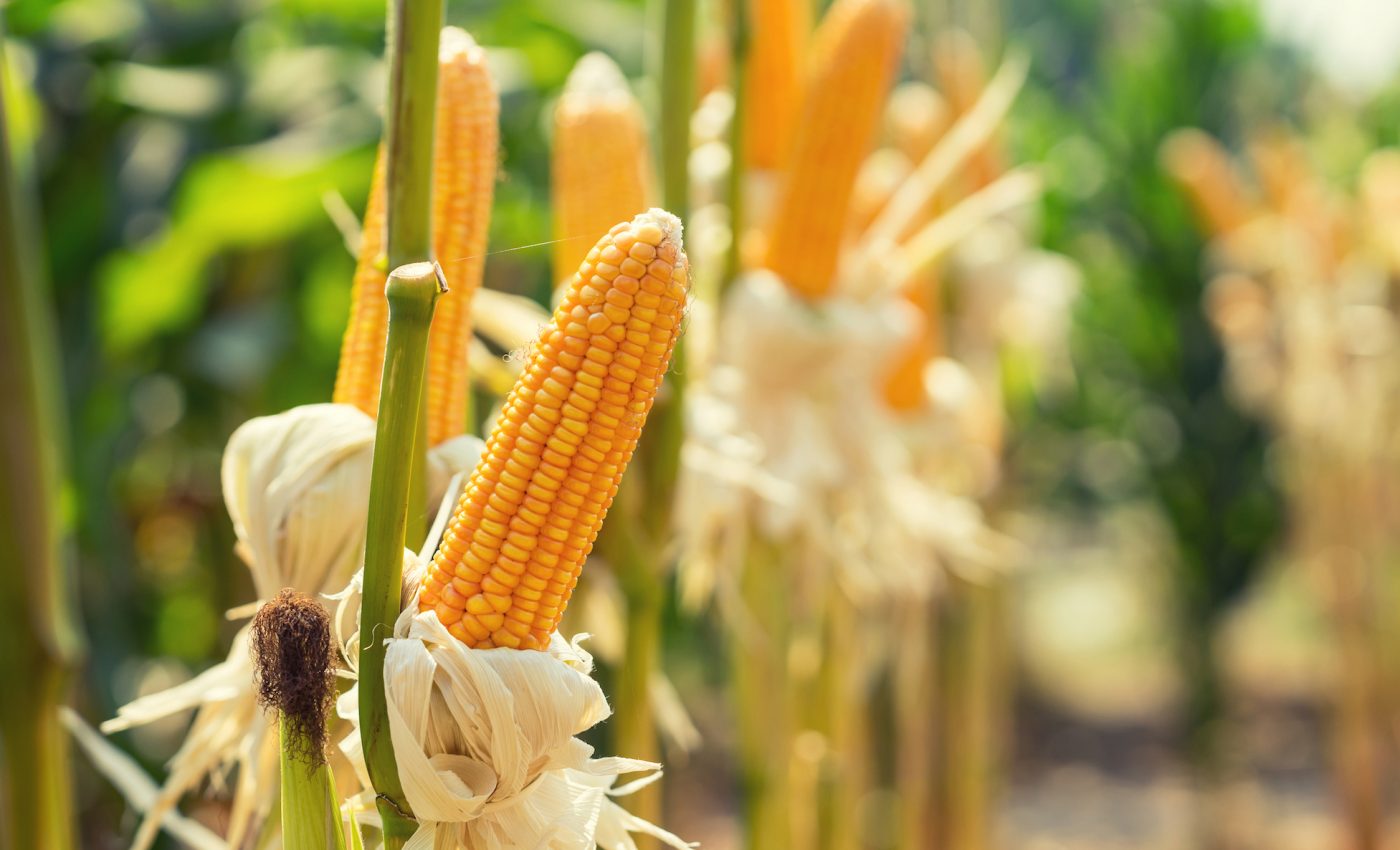 Improved corn industry fertilizer efficiency could generate billions