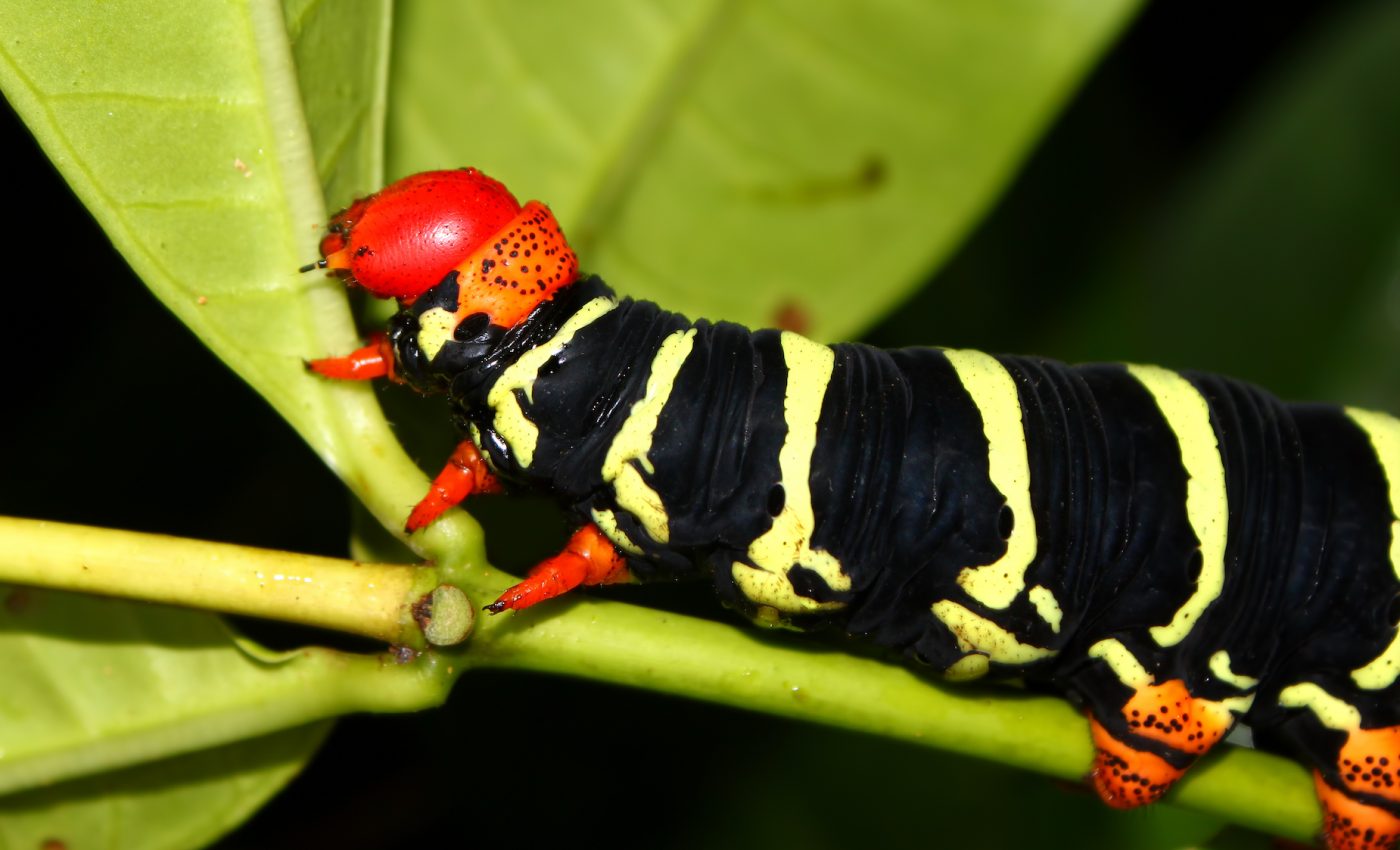 Slight warming has resulted in massive insect loss in Puerto Rico