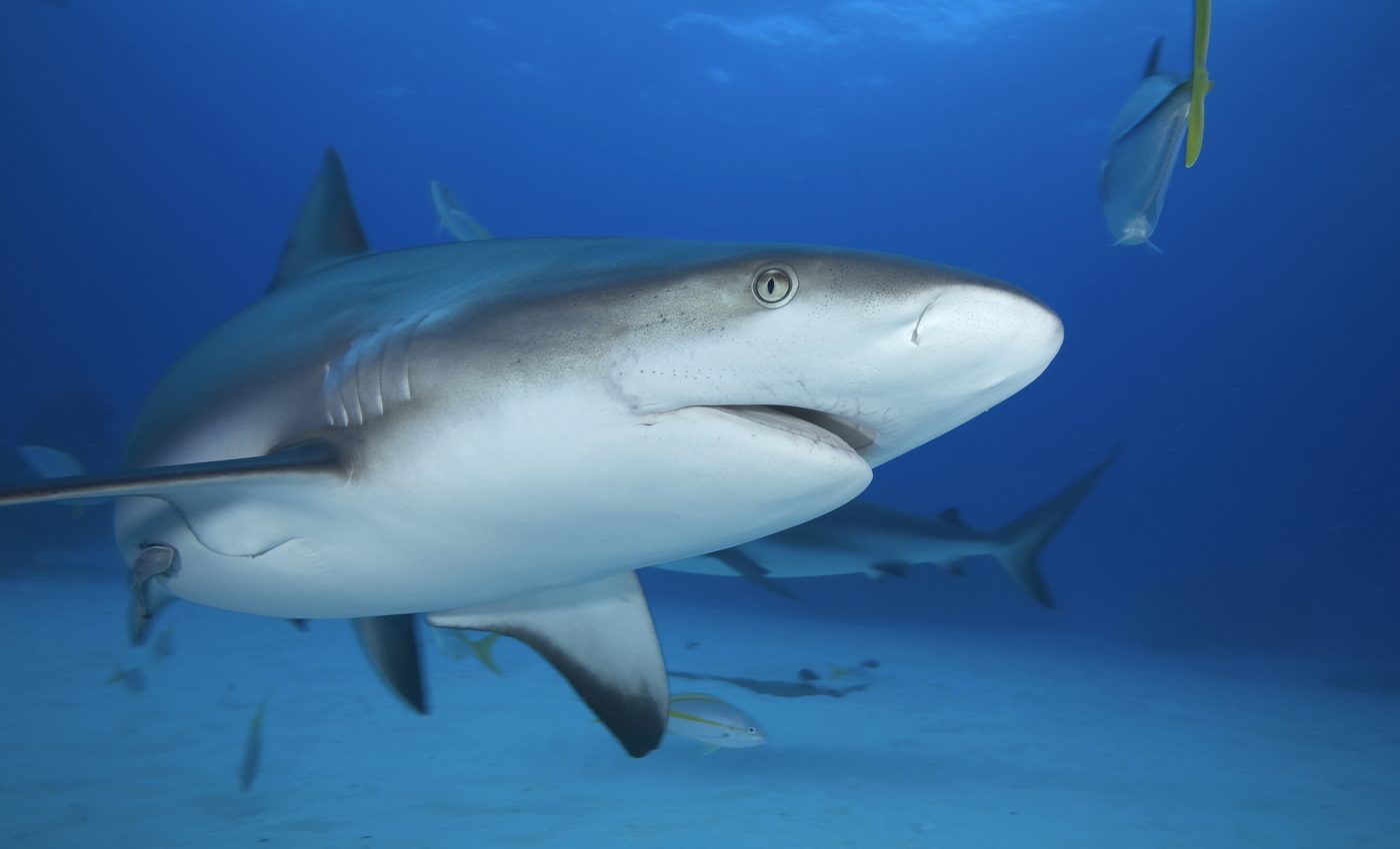 Shark sanctuaries offer little protection from illegal fishing