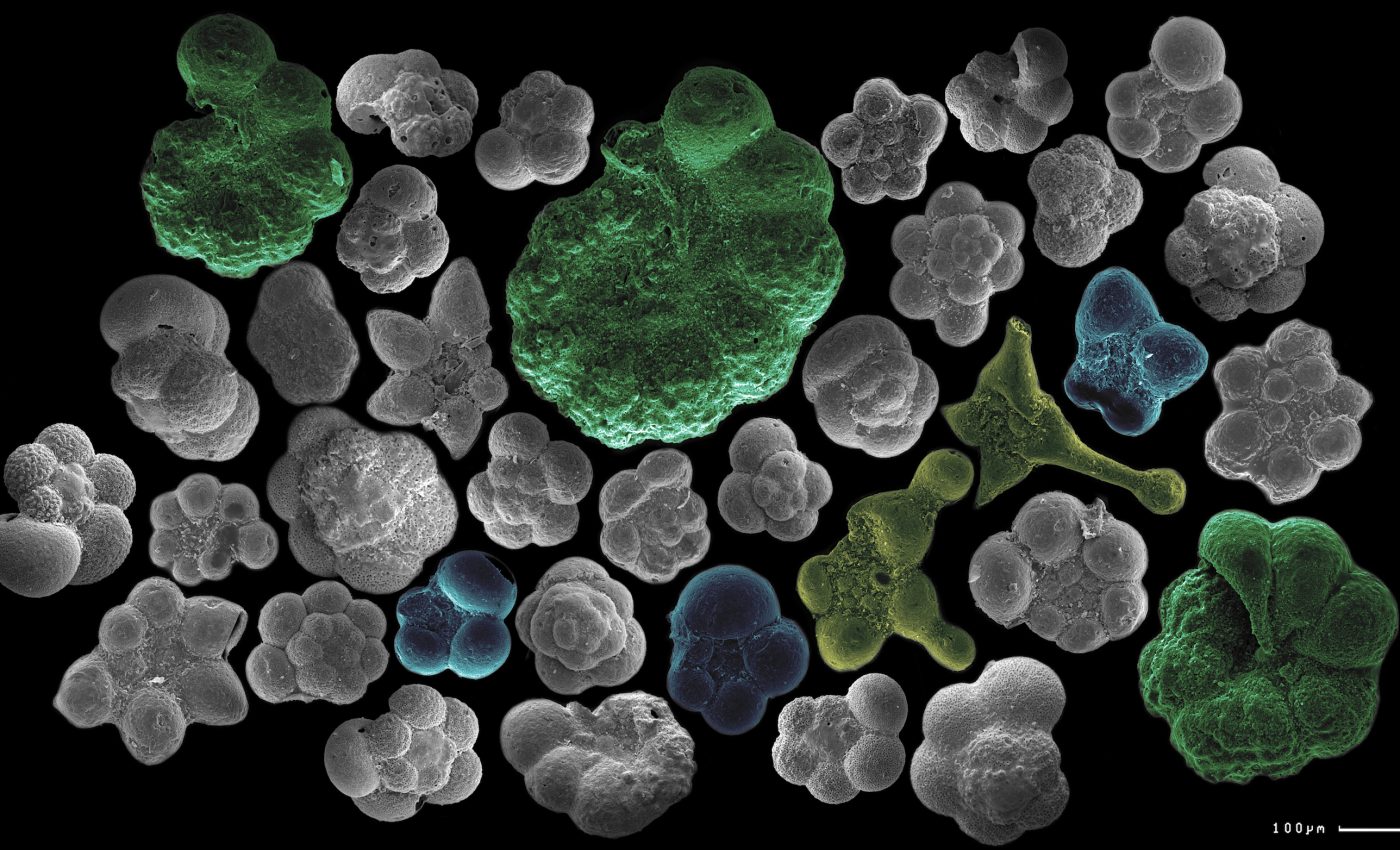 Evolutionary changes are not always gradual