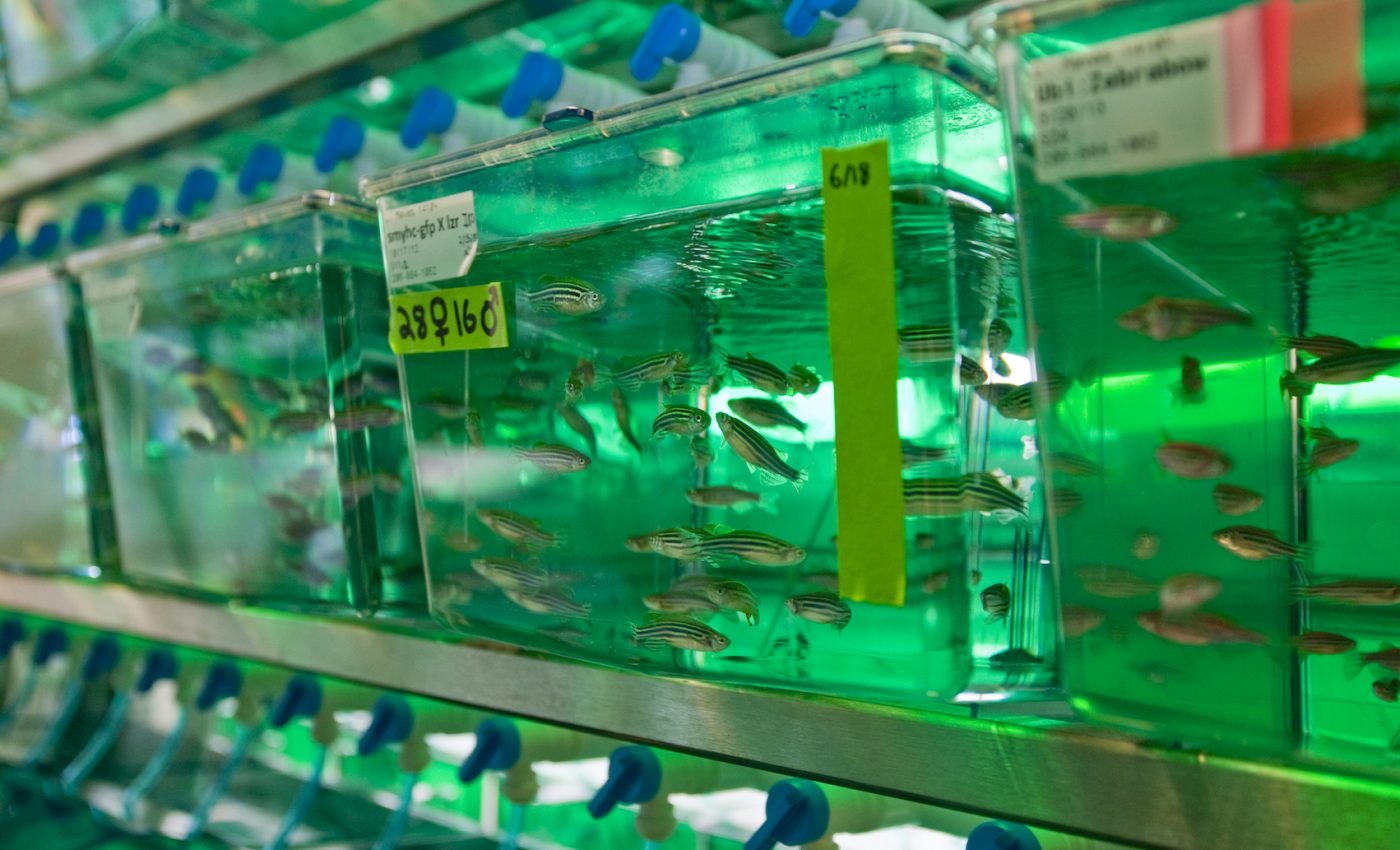 Zebrafish gene editing used to model human diseases