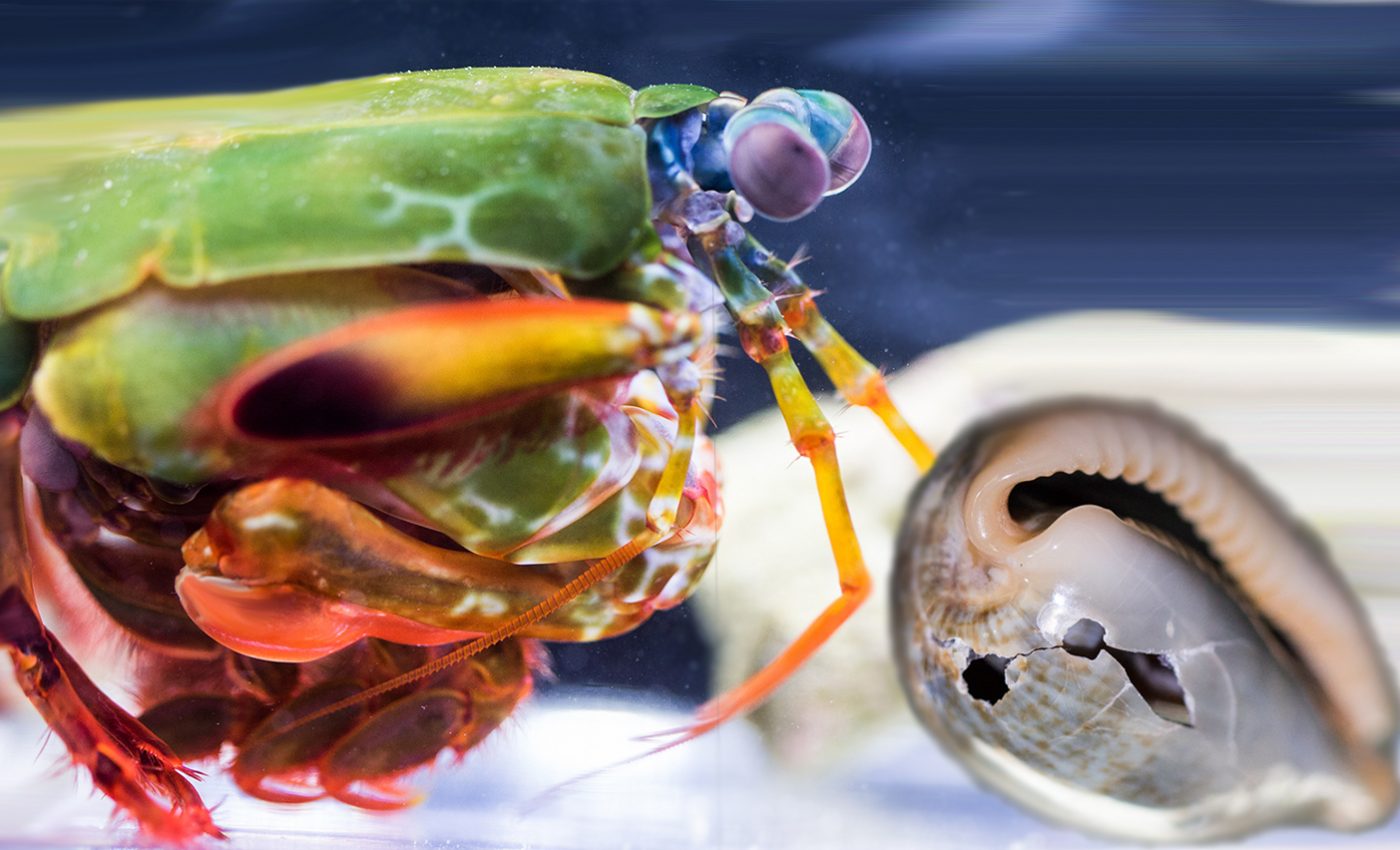 The secret behind the powerful punch of the mantis shrimp