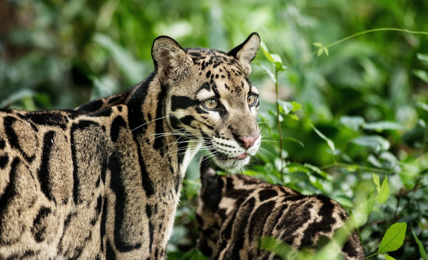 New tool guides conservation progress on limited funding
