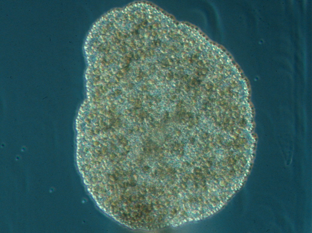 Tiny organisms coordinate their movement without a nervous system