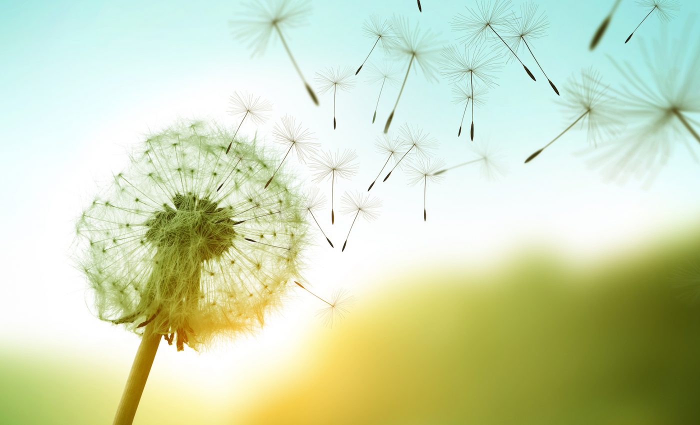 Newly discovered form of natural flight found in dandelion seeds