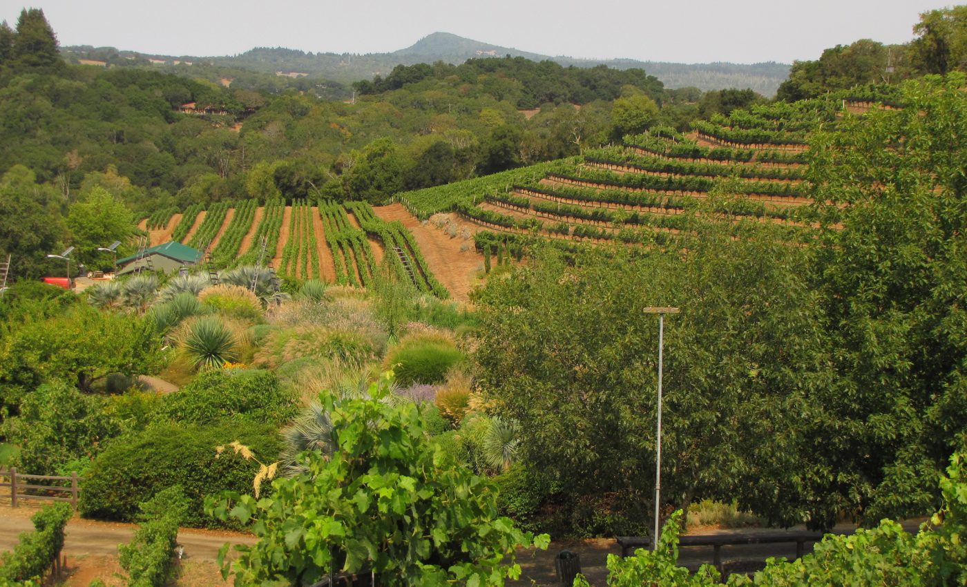 Diversifying farmland, vineyards boosts conservation, pest control