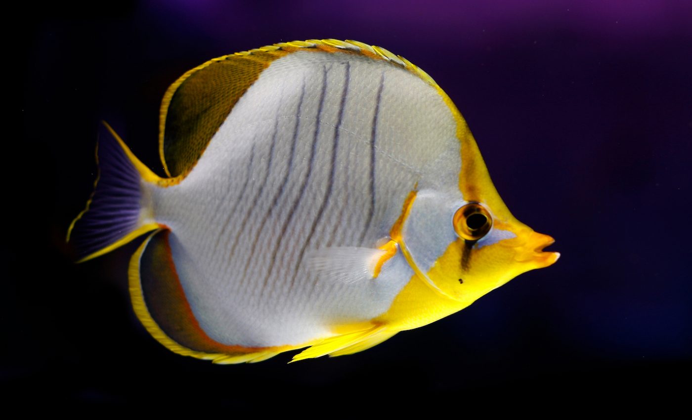 Warming waters and coral bleaching alter reef fish behavior