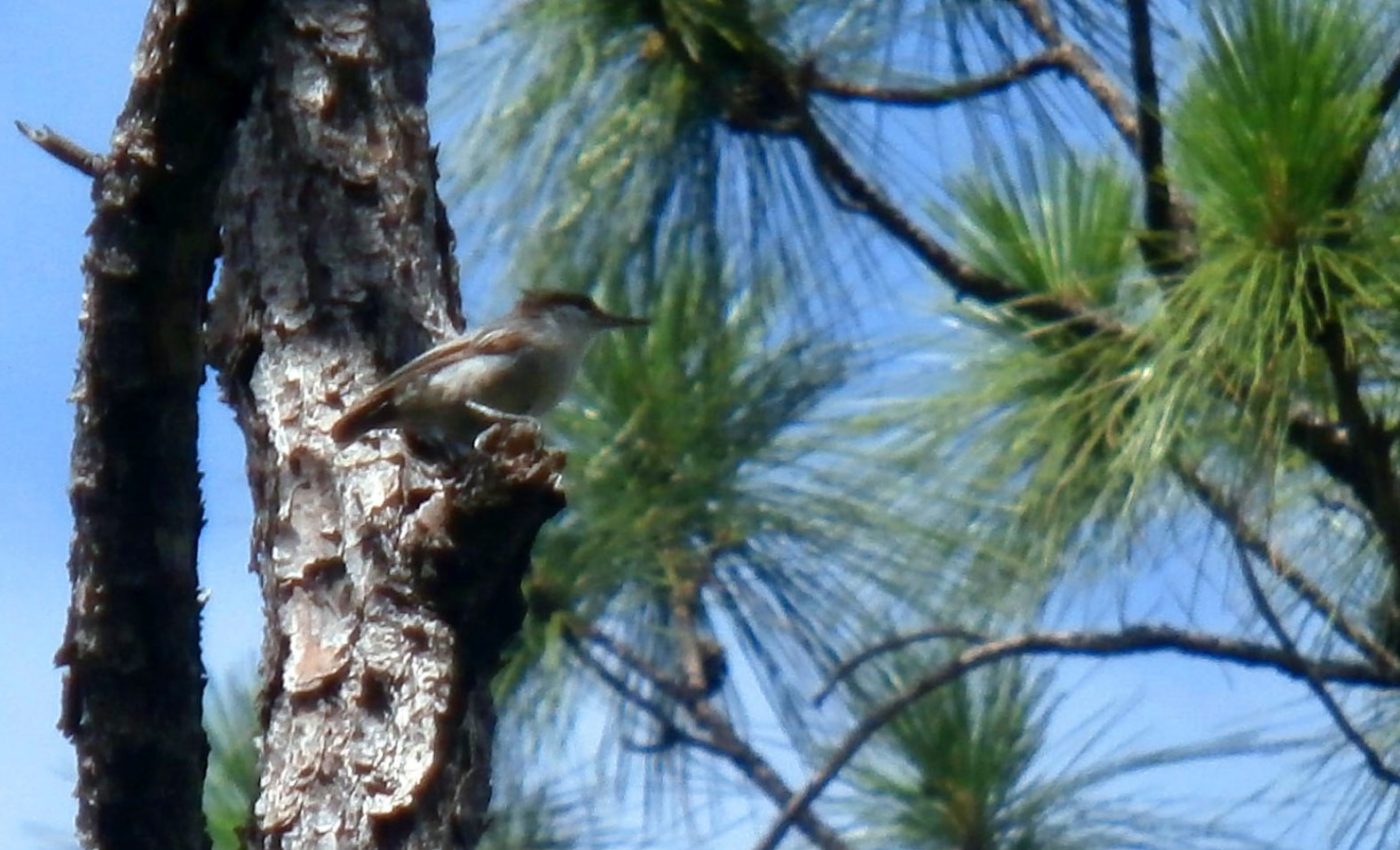 The Bahama nuthatch found alive but still critically endangered