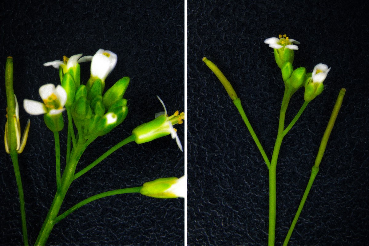 Plant growth suffers when defense takes priority