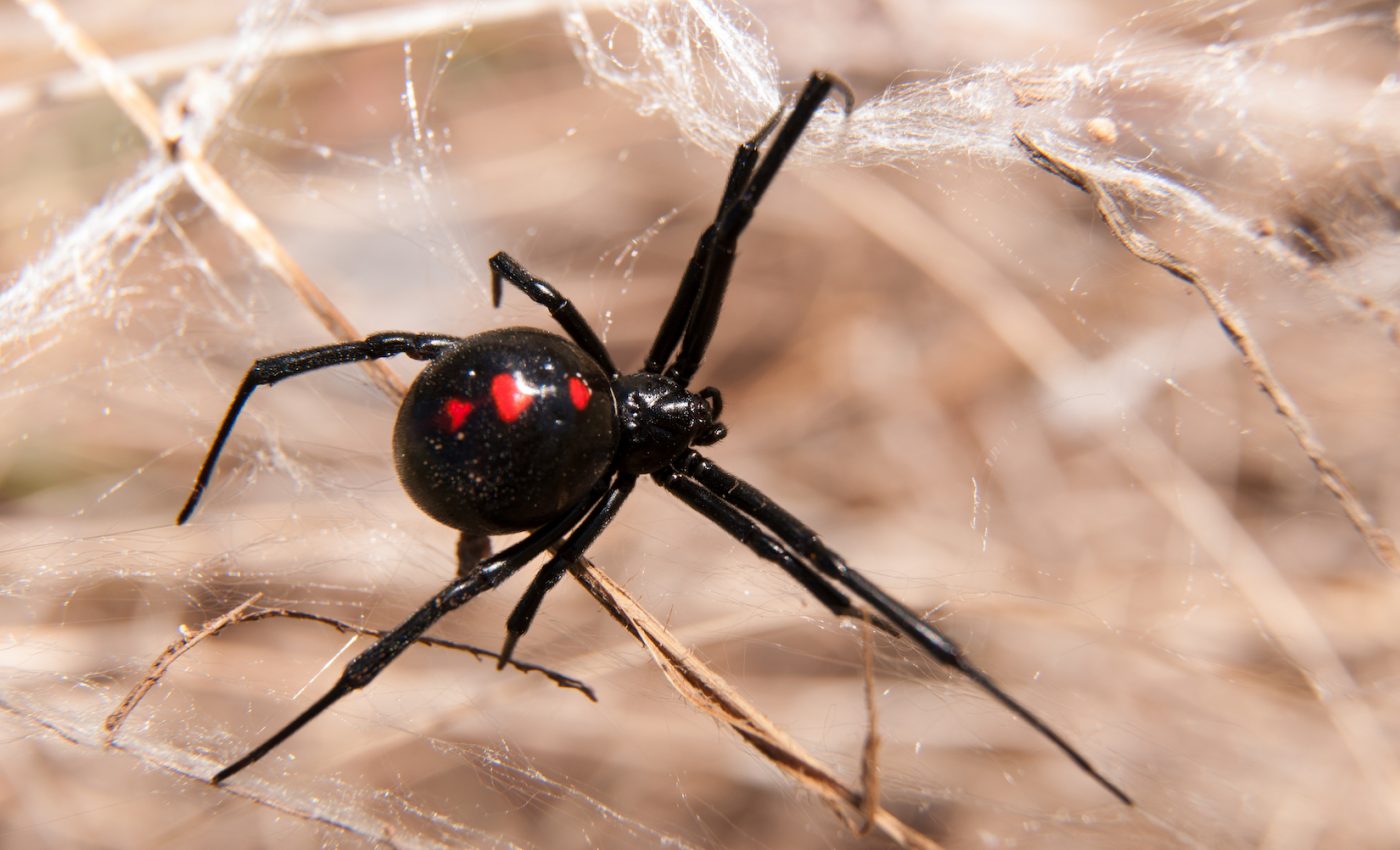 How do black widow spiders spin such strong silk?