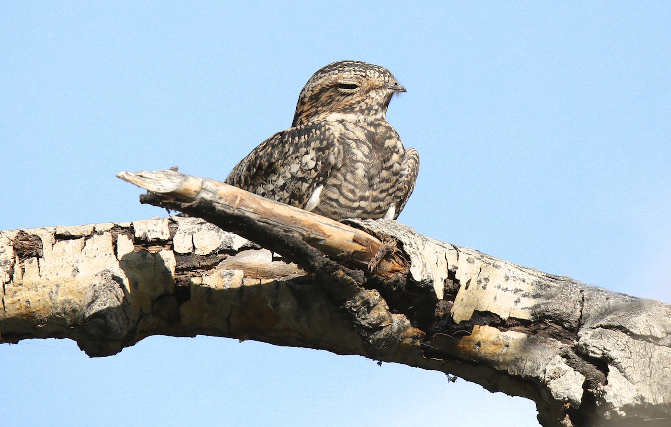 Different factors drive varying states of hibernation in animals
