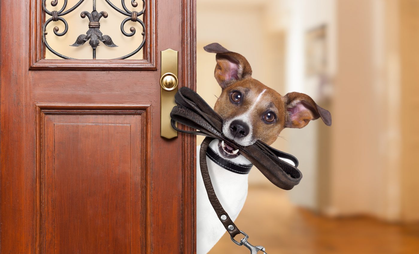 Your pets can indeed tell time, new study shows