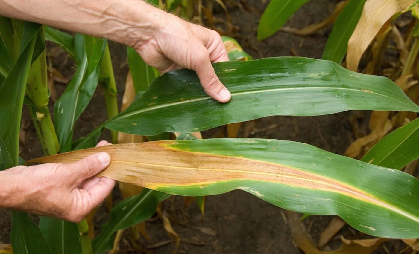 How plants regulate their own nitrogen use