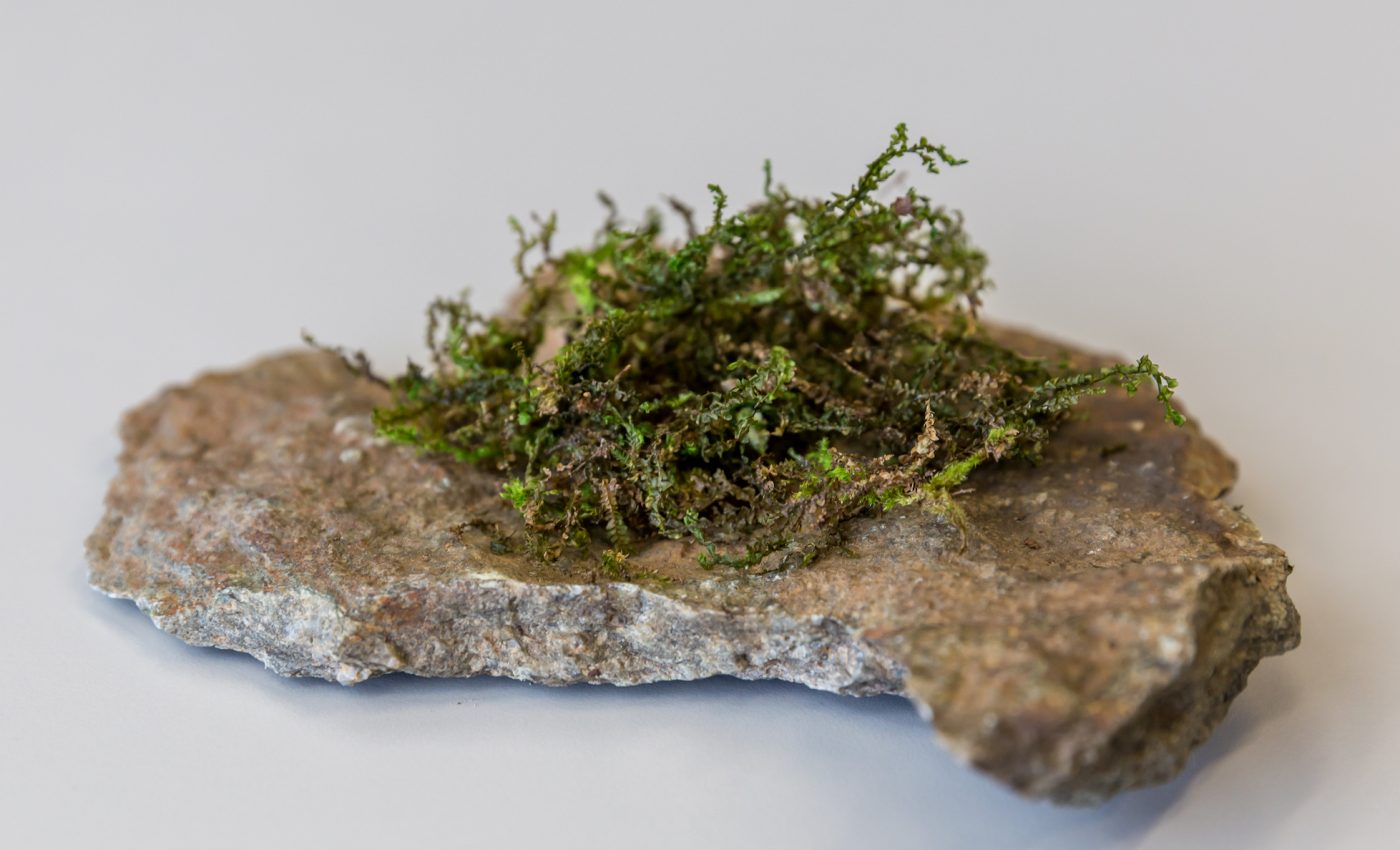 Certain moss produces anti-inflammatory chemical