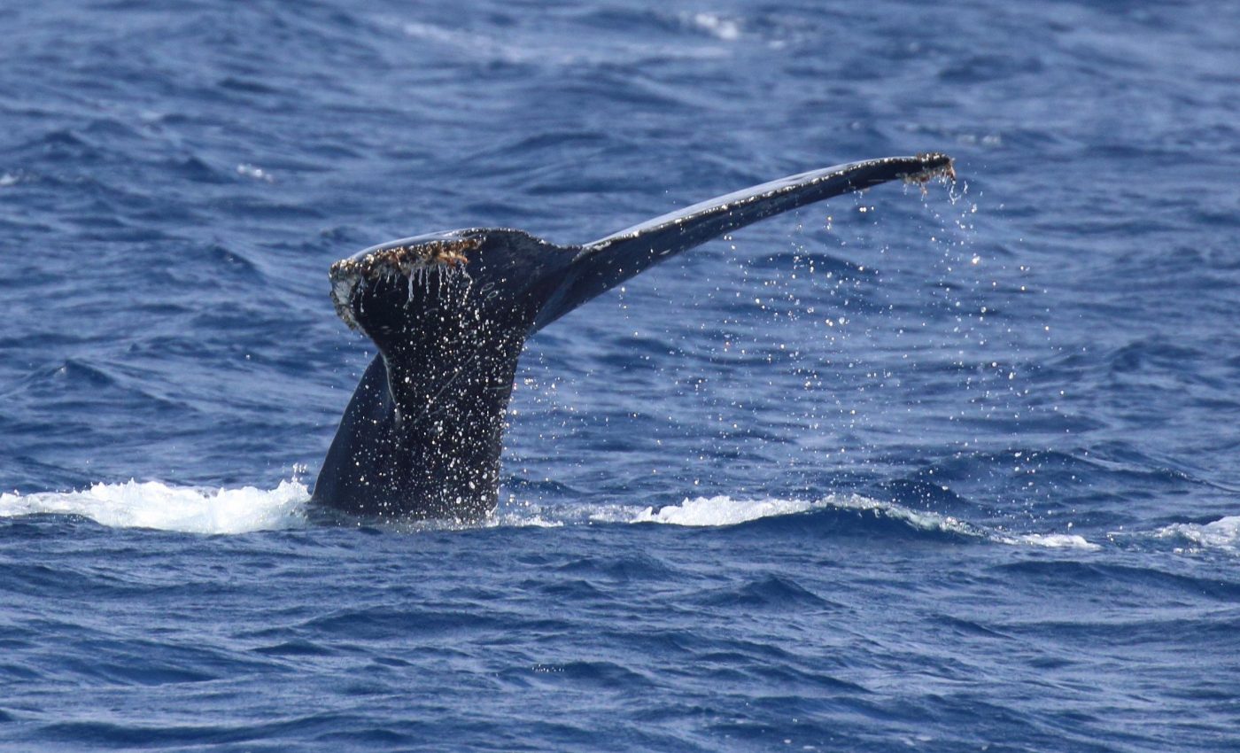 Humpback whales quiet their songs when they hear shipping noise