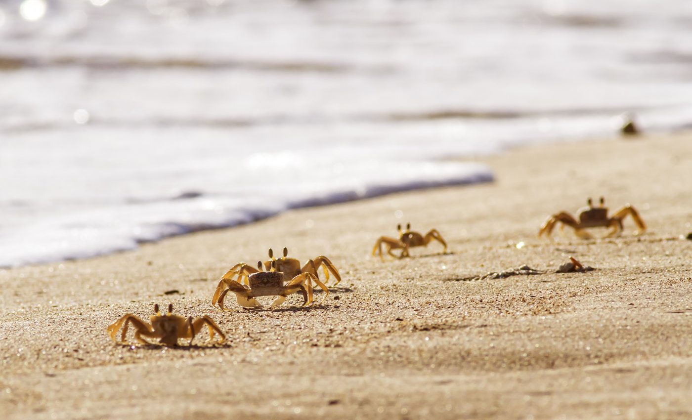 Sand crabs and comets have more in common than you may think