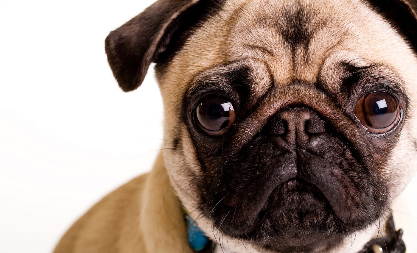 Demand for designer pets creates disturbing health issues in animals