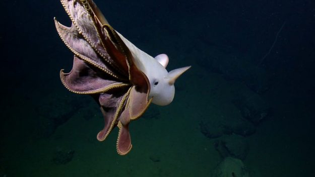 A rare look at a ghostly octopus off the coast of California