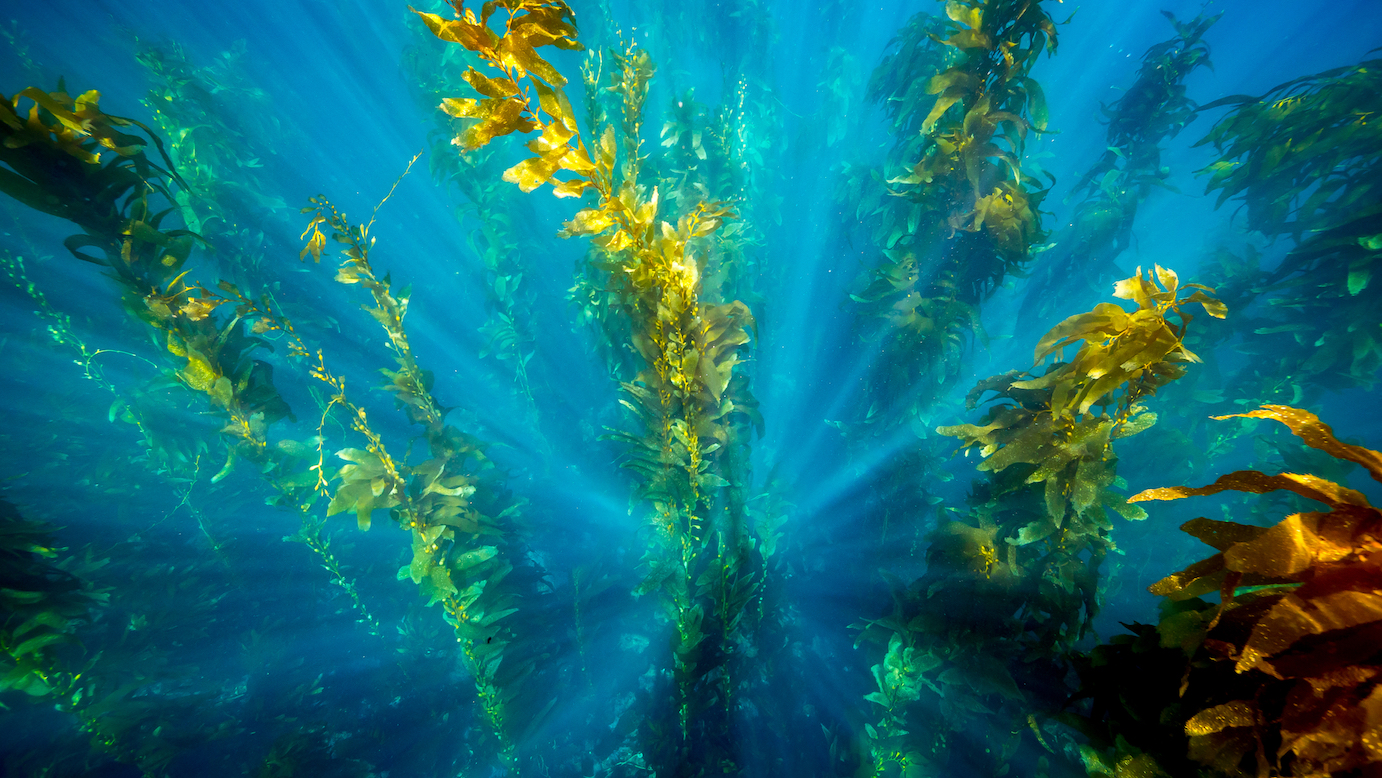 Climate change could devastate most productive kelp ecosystems