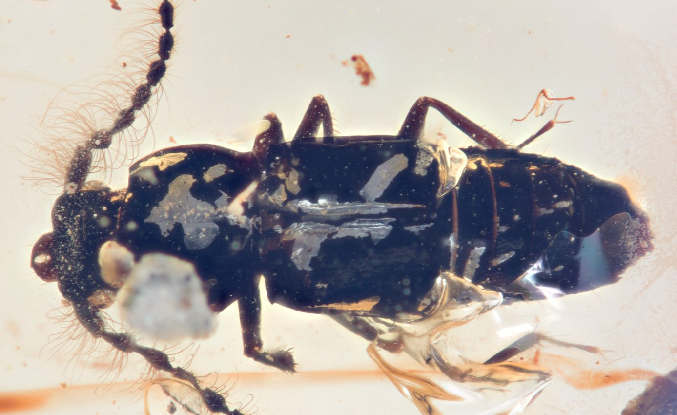 99 million-year-old beetle reveals how Earth’s landmasses shifted