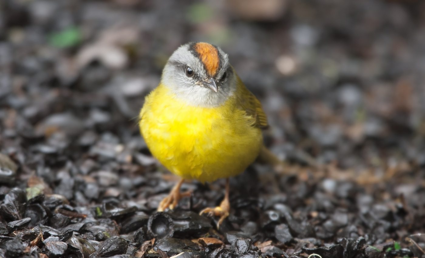 Warming temps have mountain birds climbing towards extinction