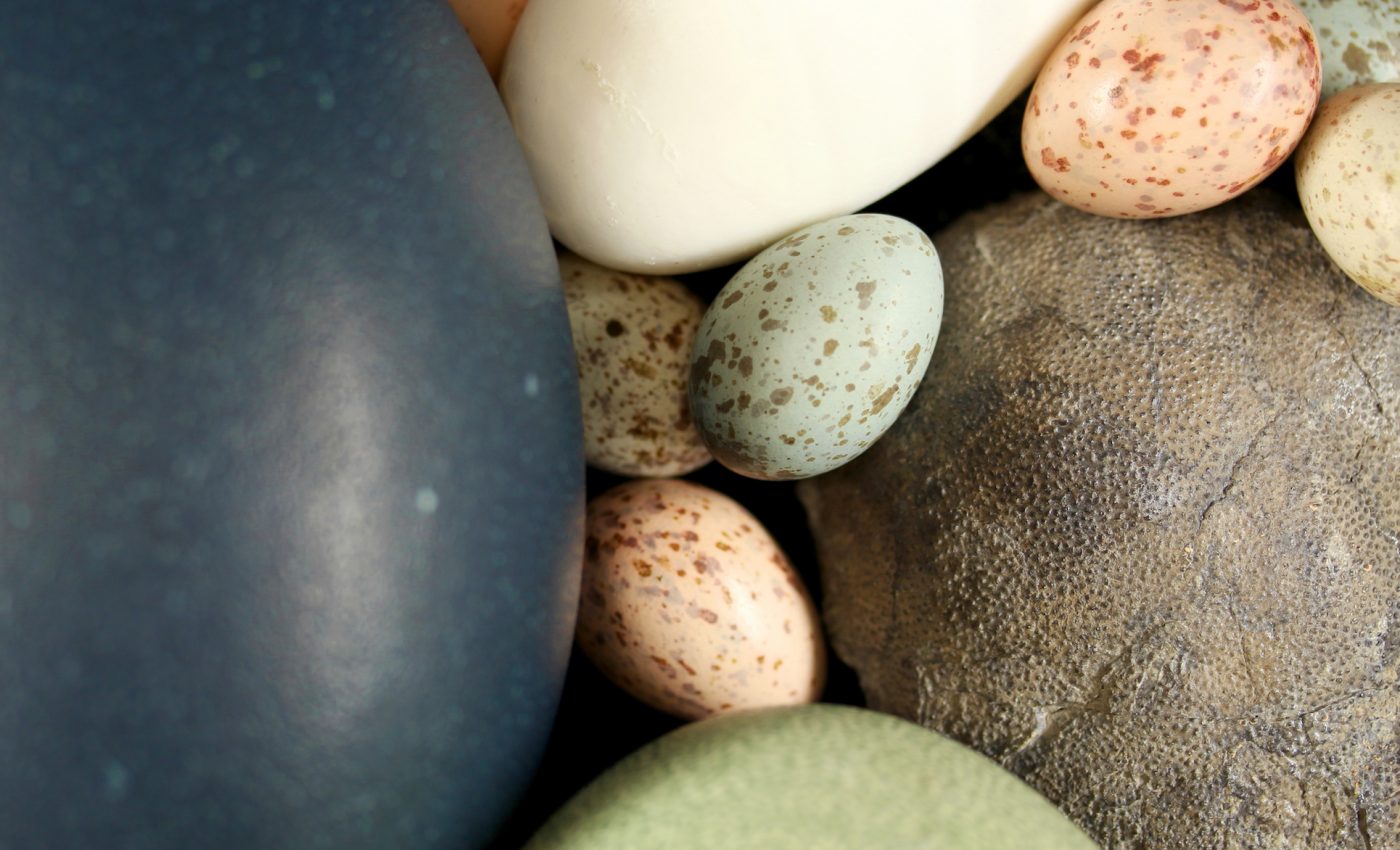 Today’s bird eggs got their color from the dinosaurs