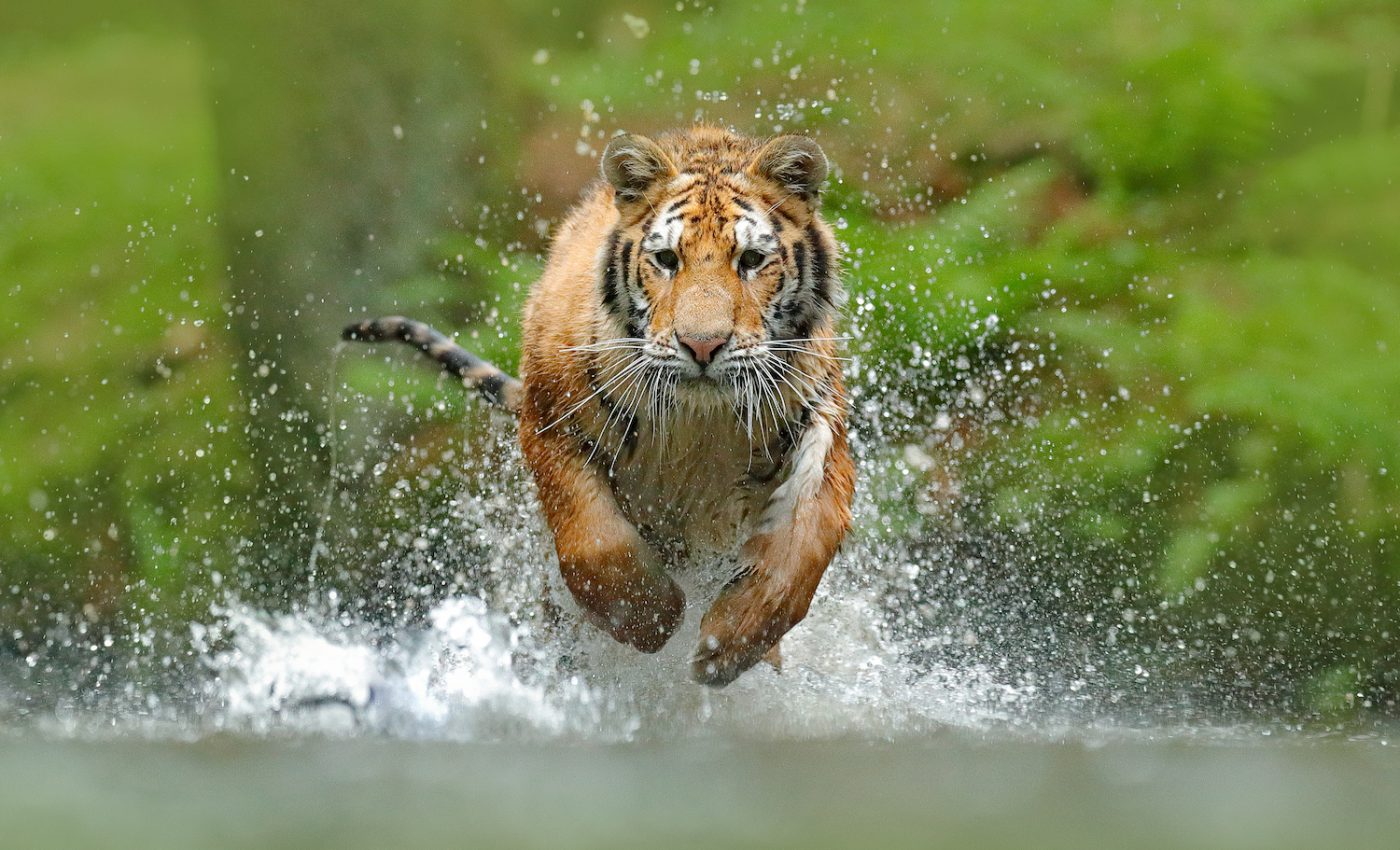 China to weaken its ban on the trade of rhino and tiger parts