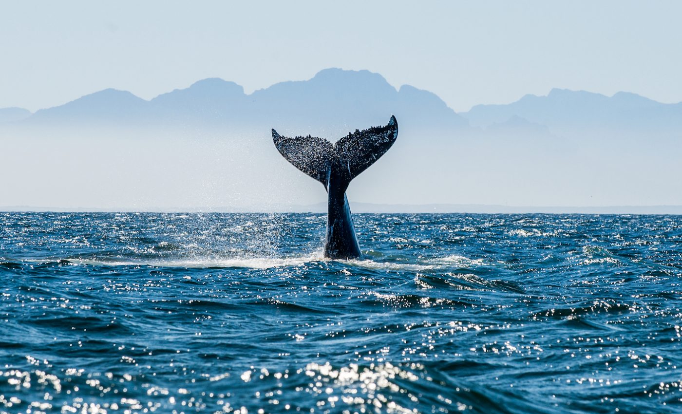 Scientists use satellites to monitor endangered whale populations