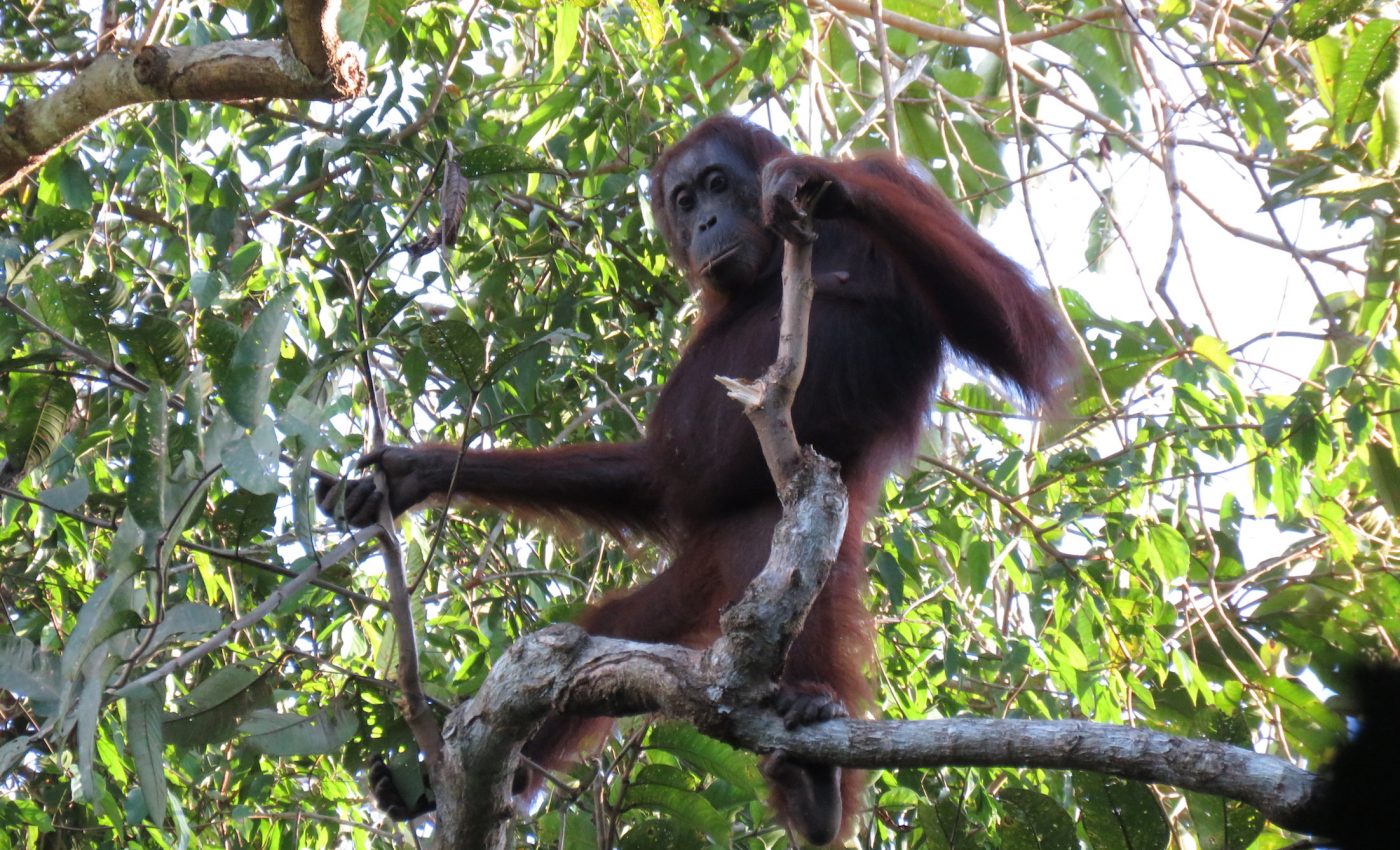 Despite Indonesia’s claims, orangutans are still on the decline