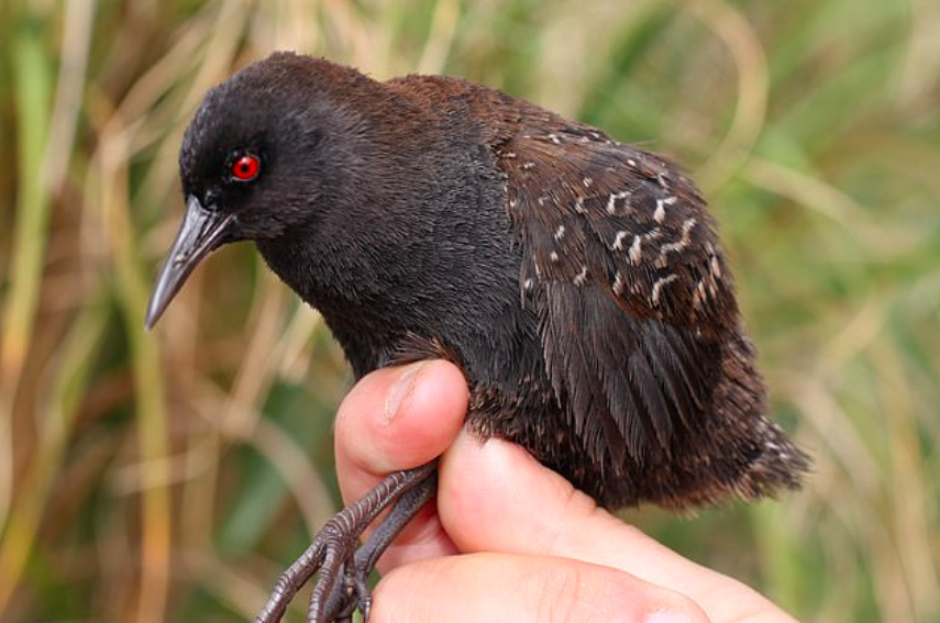 How the world’s smallest flightless birds lost the ability to fly