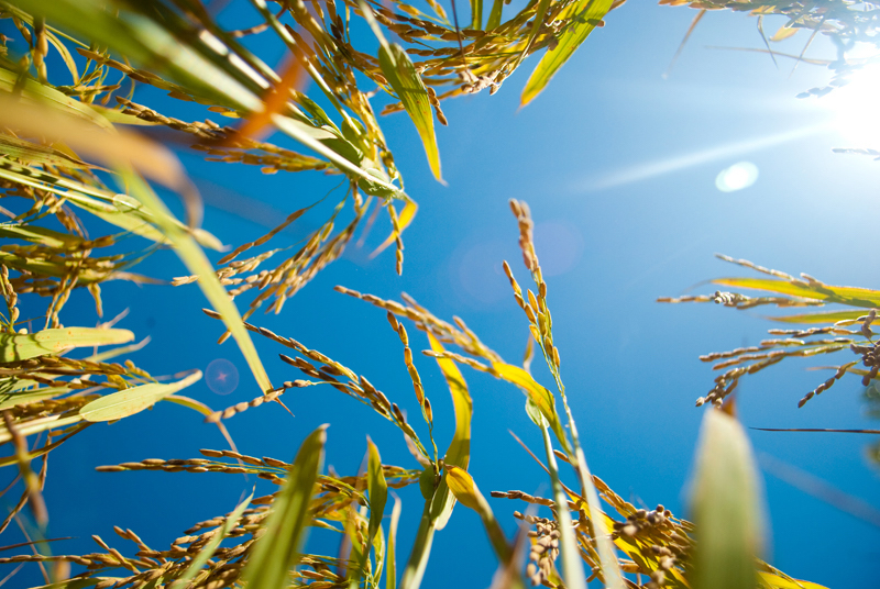 Heat stress triggers cellular changes in plants