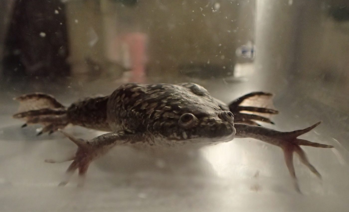 New limb regeneration experiment could lead to major breakthrough