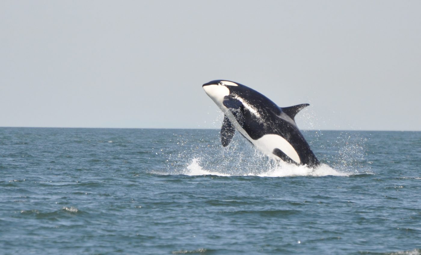 You can now live stream whale calls from the sea using an app