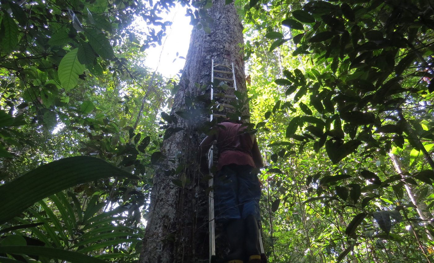 Amazon forests are struggling to adapt to climate change