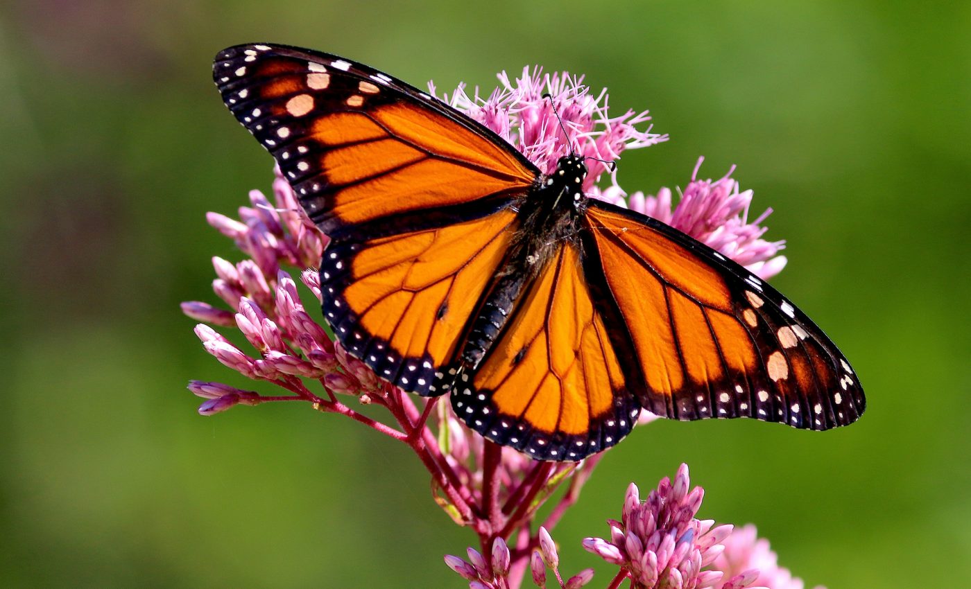 Monarch butterfly populations drop by 80 percent in Florida